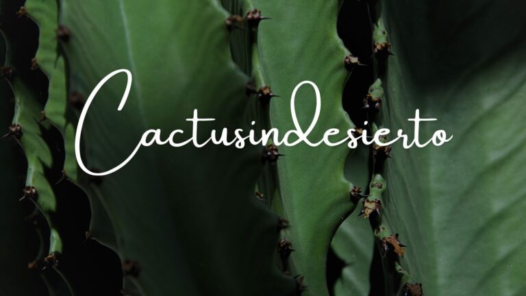 cactus con logo de Cactusindesierto